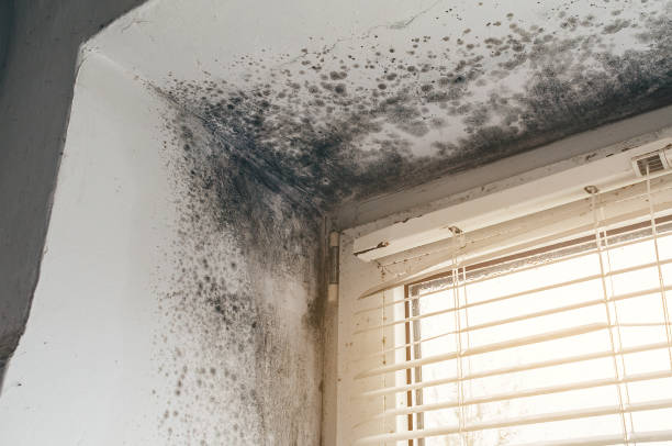 Affordable Mold Cleanup solutions in Atlantic Highlands, NJ